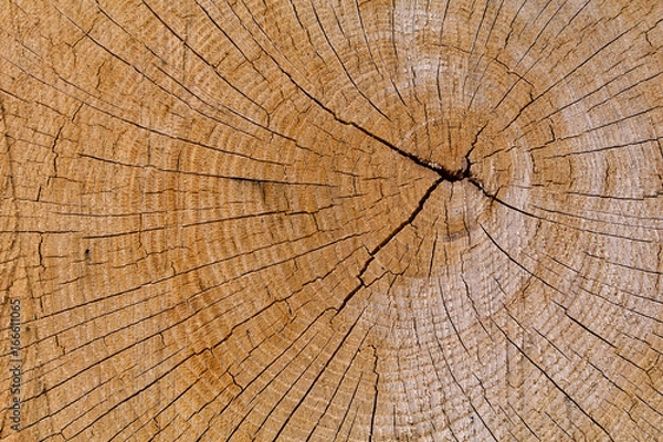 Fototapeta Oak Cross Section Crack
