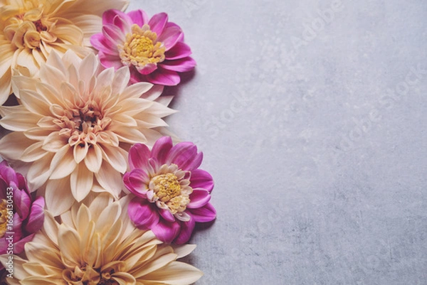Fototapeta Beautiful fresh colorful cream and purple dahlia flowers in full bloom on gray background, top down view. Fall blossoms. Copy space for text.