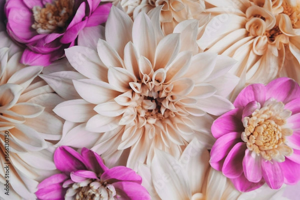 Fototapeta Many beautiful fresh colorful cream and purple dahlia flowers in full bloom, top down view. Fall blossoms. Floral texture for background.