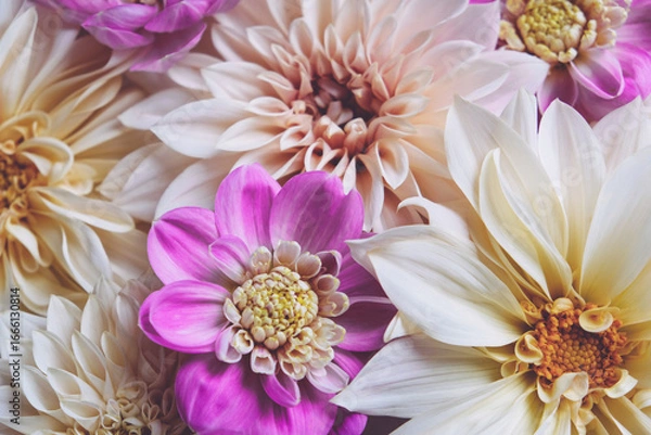 Fototapeta Many beautiful fresh colorful cream and purple dahlia flowers in full bloom, top down view. Fall blossoms. Floral texture for background.