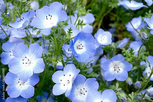 Obraz 神戸布引ハーブ園