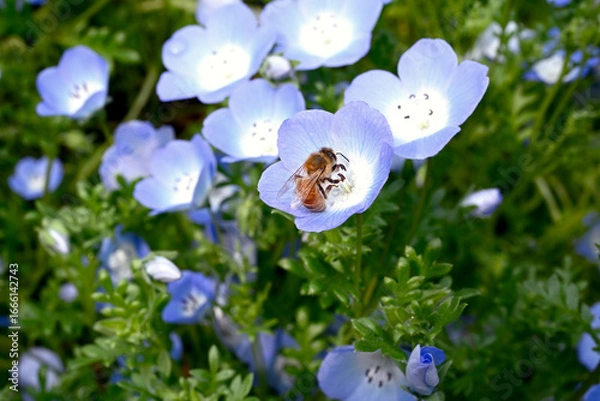Obraz 神戸布引ハーブ園