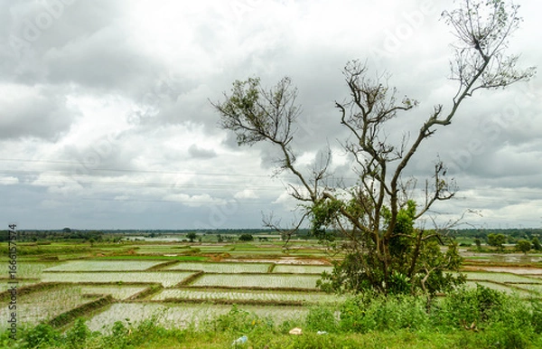 Fototapeta Paddy fields cultivated in a traditional way in rural India