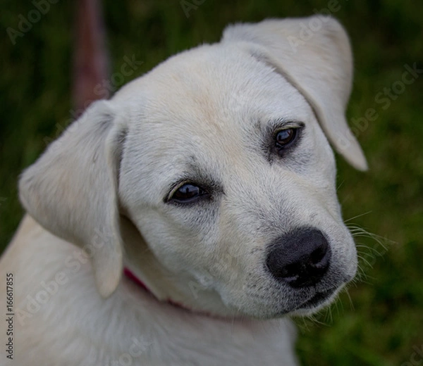 Obraz yellow lab