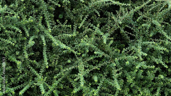 Obraz small leafed hedge wallpaper