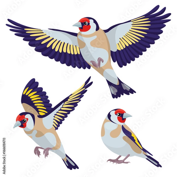 Fototapeta Goldfinch on white background / There are one sitting goldfinch and two flying goldfinches in cartoon style
