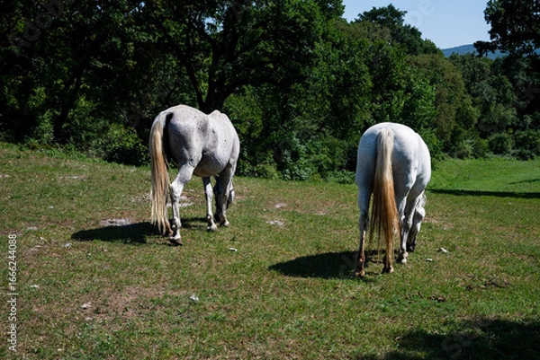Obraz the white horses of Lipica