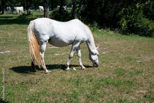 Obraz the white horses of Lipica