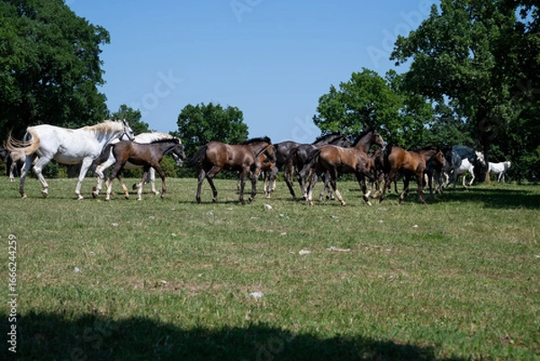 Obraz the white horses of Lipica