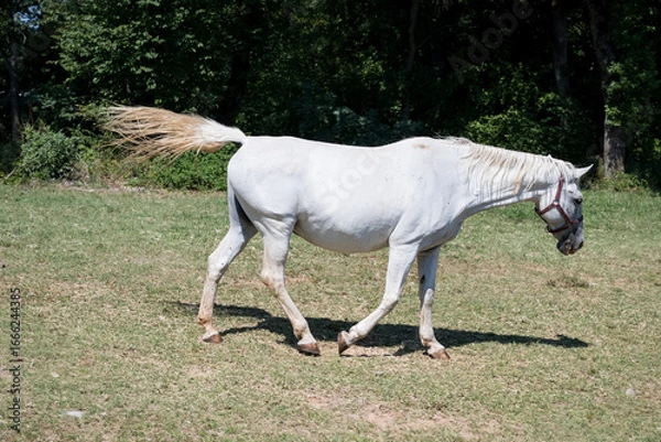 Obraz the white horses of Lipica