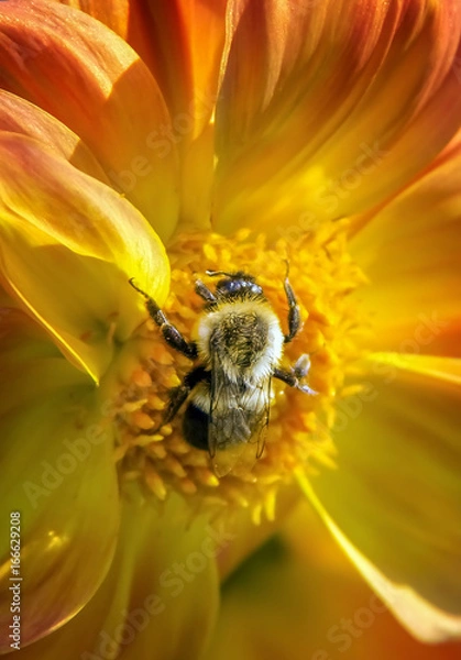 Fototapeta Bumble Bee Pollenator