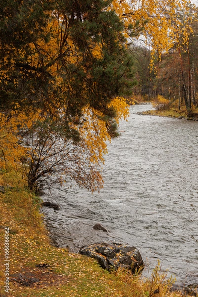 Fototapeta Altai Mountains covered with trees, golden autumn