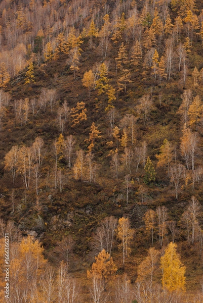 Fototapeta Altai Mountains covered with trees, golden autumn