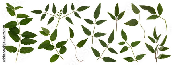 Fototapeta png isolated individually on transparent background set of green leaves and twigs of clematis