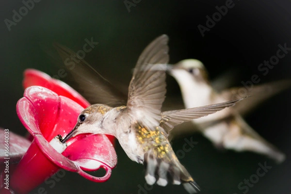 Fototapeta Hummingbird