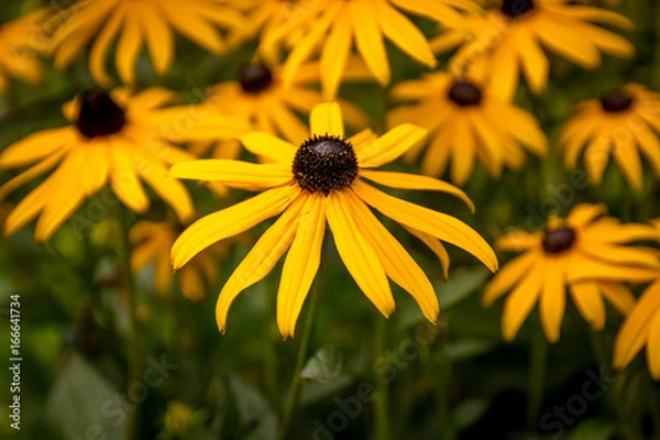 Obraz One eyed Susan