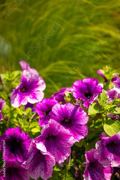 Obraz purple flowers