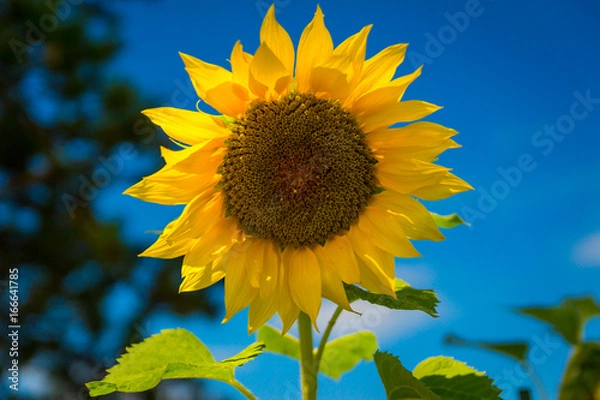 Obraz sunflower