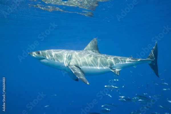 Obraz Great White Shark