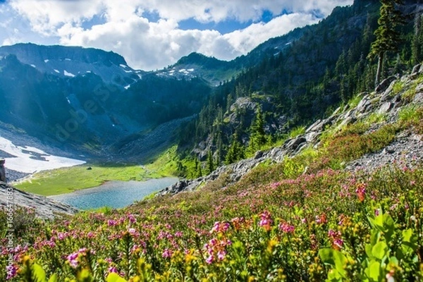 Fototapeta Blue heath or Purple mountain heather (Phyllodoce caerulea) flowers with the mountains and Austin Pass Lake in Heather Meadows North Cascades, WA, USA