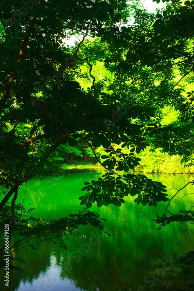 Fototapeta 兵庫県・山奥の池の風景