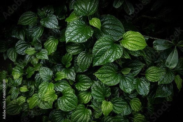 Obraz green leaves background