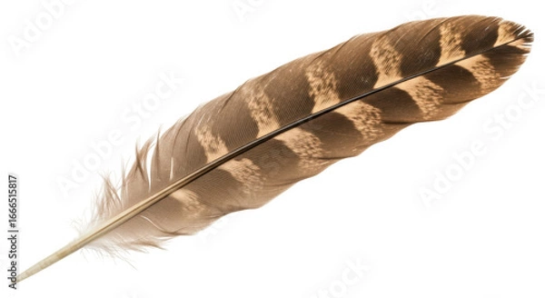 Obraz Isolated Brown Feather