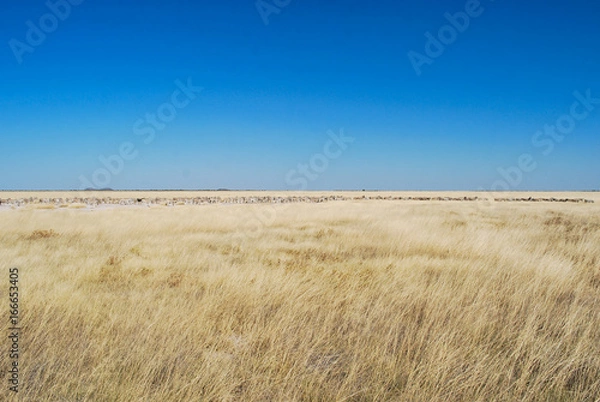 Fototapeta Zebraherde