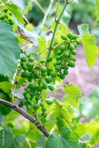 Fototapeta Bunch of green unripe grapes growing on the grape vines