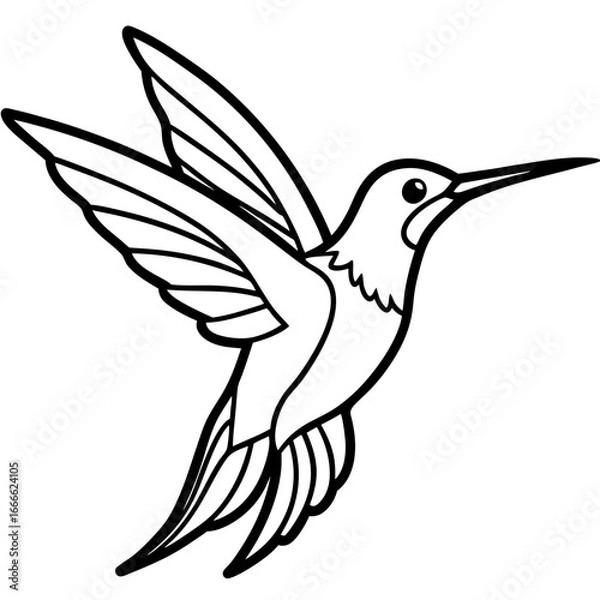 Fototapeta Xantus Hummingbird Fine Line Drawing Design