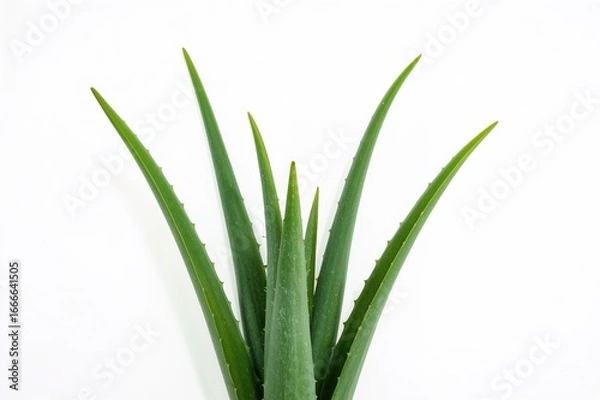 Fototapeta Cluster of aloe vera leaves on a plain white backdrop