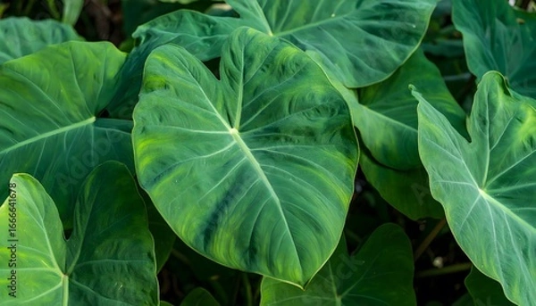 Fototapeta Taro Leaves Close-Up: A captivating close-up showcases vibrant green taro leaves, their heart-shaped forms and intricate vein patterns creating a sense of natural beauty and serenity.