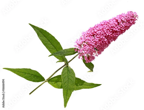 Fototapeta Summer Lilac