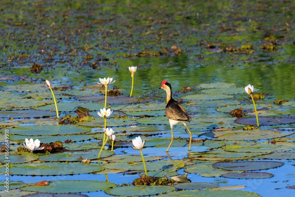 Obraz オーストラリア　ノーザンテリトリーのイエローウォーターでハスの葉の上を歩くトサカレンカク