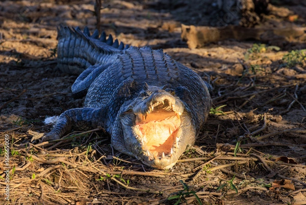 Fototapeta オーストラリア　ノーザンテリトリーのイエローウォーターで大きく口をあけるクロコダイル