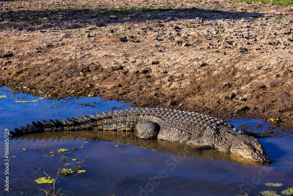Fototapeta オーストラリア　ノーザンテリトリーのイエローウォーターのクロコダイル