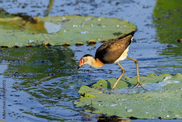 Obraz オーストラリア　ノーザンテリトリーのイエローウォーターのハスの葉の上にいるかわいらしいトサカレンカク