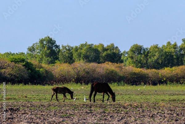 Obraz オーストラリア　ノーザンテリトリーのイエローウォーターのほとりにいる野生の馬と野鳥