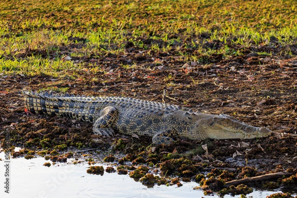 Obraz オーストラリア　ノーザンテリトリーのイエローウォーターのわきで休むクロコダイル