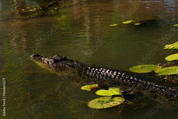 Fototapeta オーストラリア　ノーザンテリトリーのイエローウォーターを泳ぐクロコダイル
