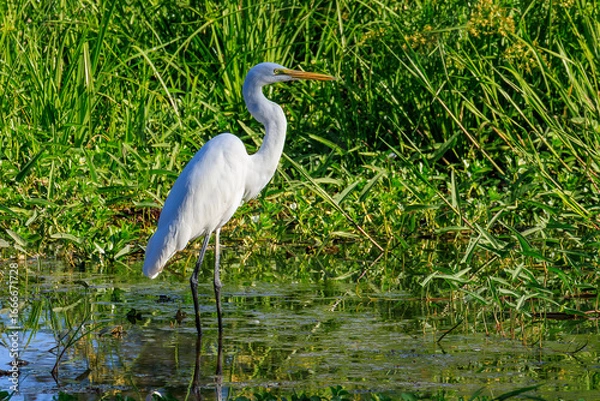 Obraz オーストラリア　ノーザンテリトリーのイエローウォーターのサギ