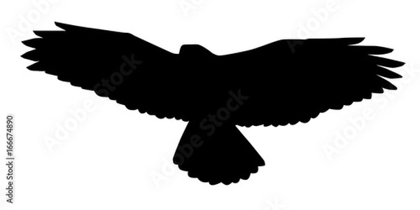 Obraz Buzzard, Buteo Buteo, Vector Silhouette