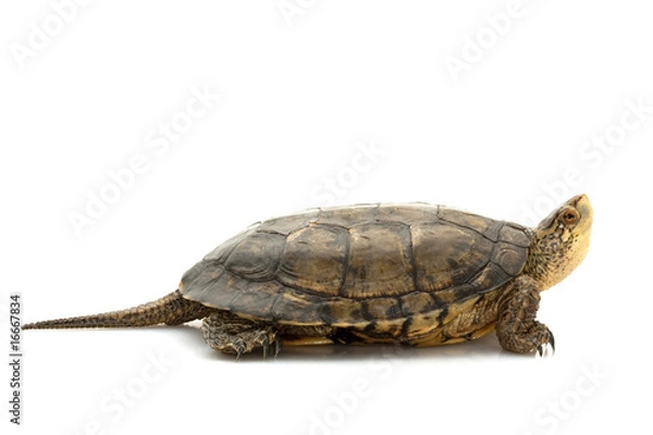 Obraz Western Pond Turtle