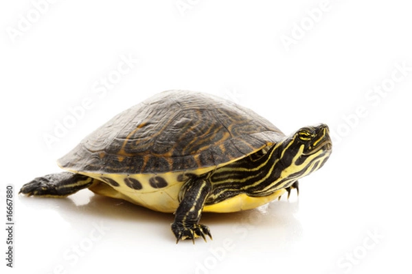 Obraz Yellow-bellied Slider