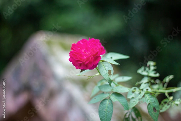 Fototapeta A vibrant pink rose in full bloom, set against a soft green background