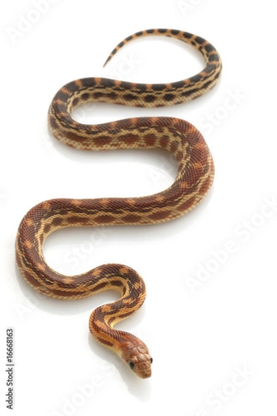 Fototapeta Cape Gopher Snake