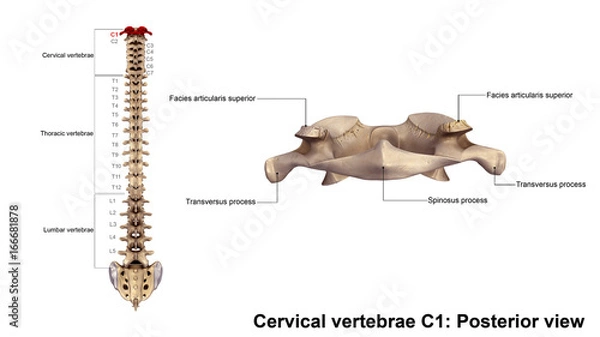 Fototapeta Cervical vertebrae 