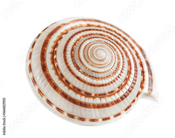 Fototapeta shell with a spiral pattern, highlighted on a transparent background