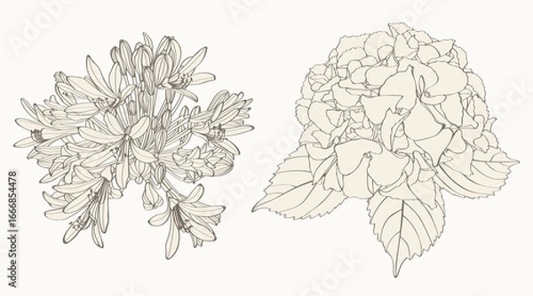 Fototapeta Line illustration of Agapanthus (Lily of the Nile) and hydrangea on white background. Vector illustration.