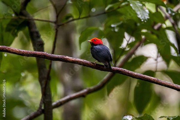 Fototapeta Red-headed Manakin